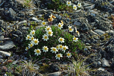 Moss Campion