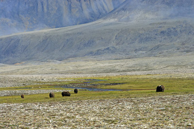 Musk Ox Bylot Island