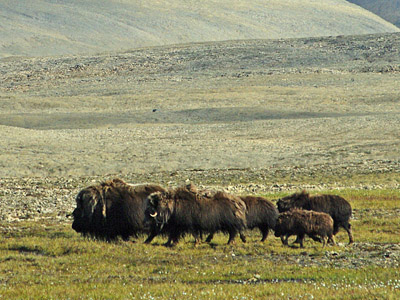 Musk Ox Bylot Island