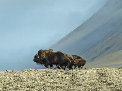 Musk Ox Bylot Island