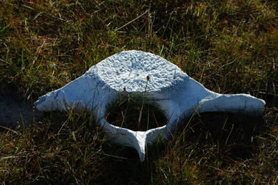 Whale Bone From a Dorset Culture Summer Settlement Bylot Island