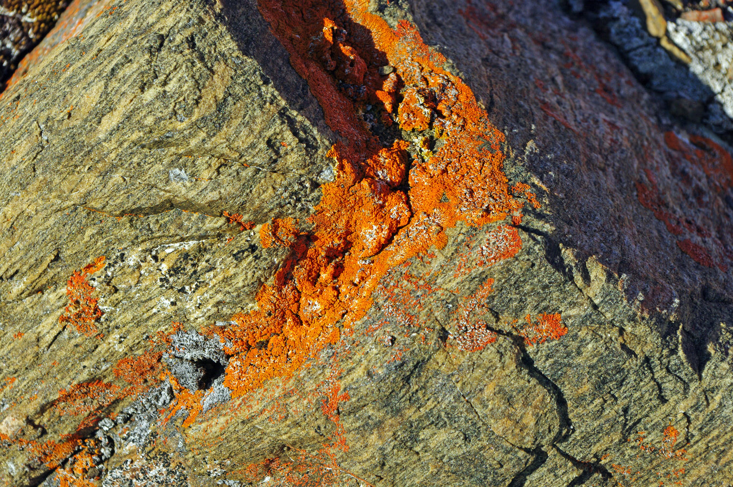 Lichen Ancient Metamorphic Rock