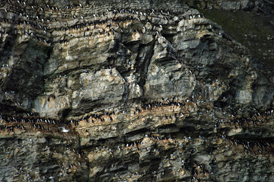 Prince Leopold Island - Black Guillemots Nesting