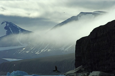 Prince Leopold Island - Black Guillemot Flies By