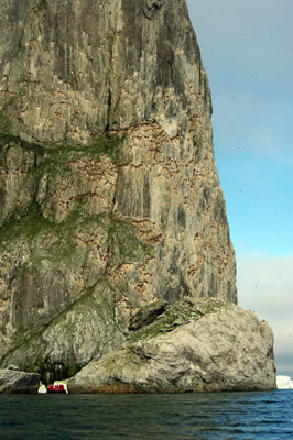 Prince Leopold Island - Black Guillemots Nesting