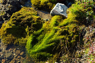 Underfoot is a Rich and Lush Carpet of Mosses and Wildflowers