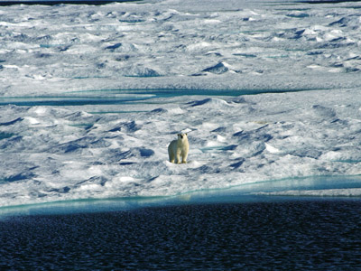 Polar Bear Pack Ice in Baffin Bay Between Baffin Island and Greenland