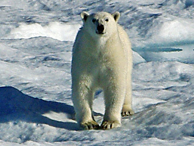 Polar Bear Pack Ice in Baffin Bay Between Baffin Island and Greenland