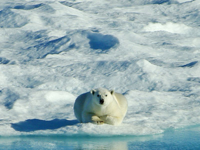 Polar Bear Pack Ice in Baffin Bay Between Baffin Island and Greenland