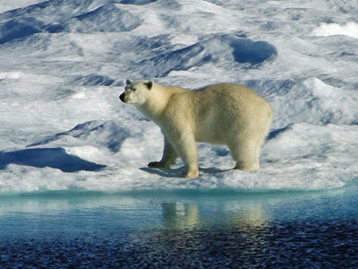 Polar Bear Pack Ice in Baffin Bay Between Baffin Island and Greenland