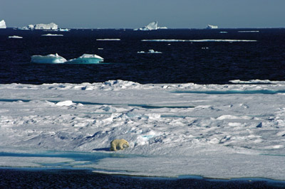 Polar Bear Pack Ice in Baffin Bay Between Baffin Island and Greenland