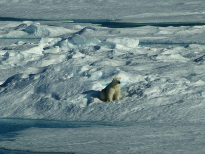 Polar Bear Pack Ice in Baffin Bay Between Baffin Island and Greenland