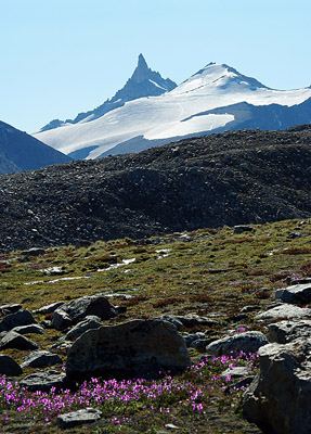 Baffin Island and Dwarf Fireweed