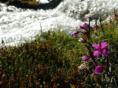 Baffin Island and Dwarf Fireweed