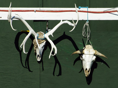 Uummannaq Town, Greenland, Hunting Trophies