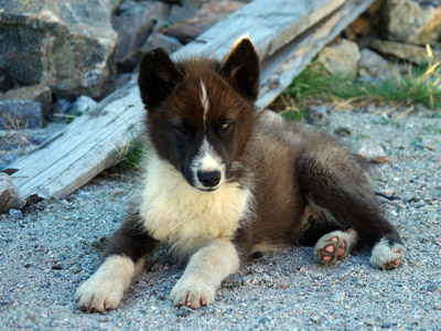 Uummannaq Town, Greenland, Sled Dog Puppy