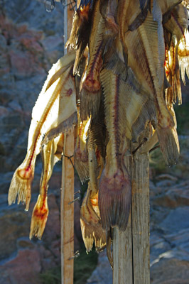 Uummannaq Town, Greenland, Drying Fish