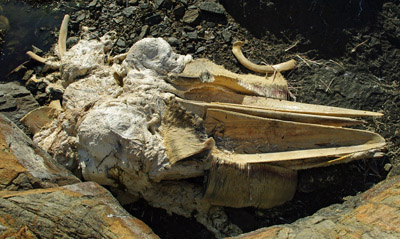 Whale Skull, Avsaquataq Fishermans Campsite, Evigshed Fjord, Greenland