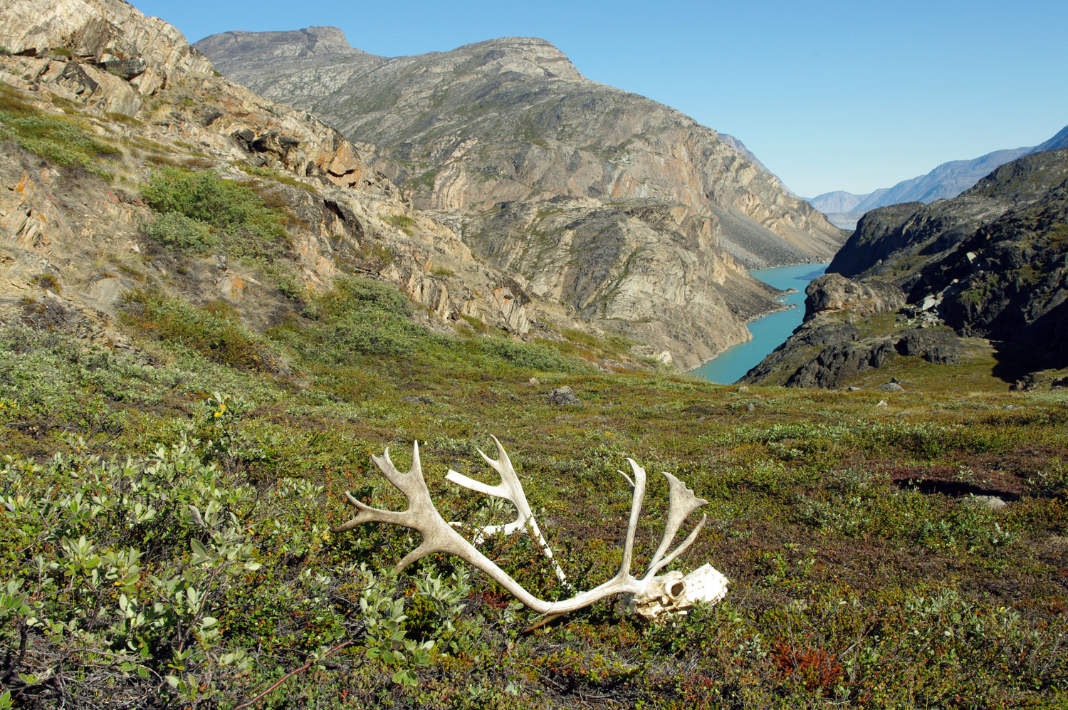 Sondre Stromfjord, Un-named Side Fjord with Caribou Skull, Greenland
