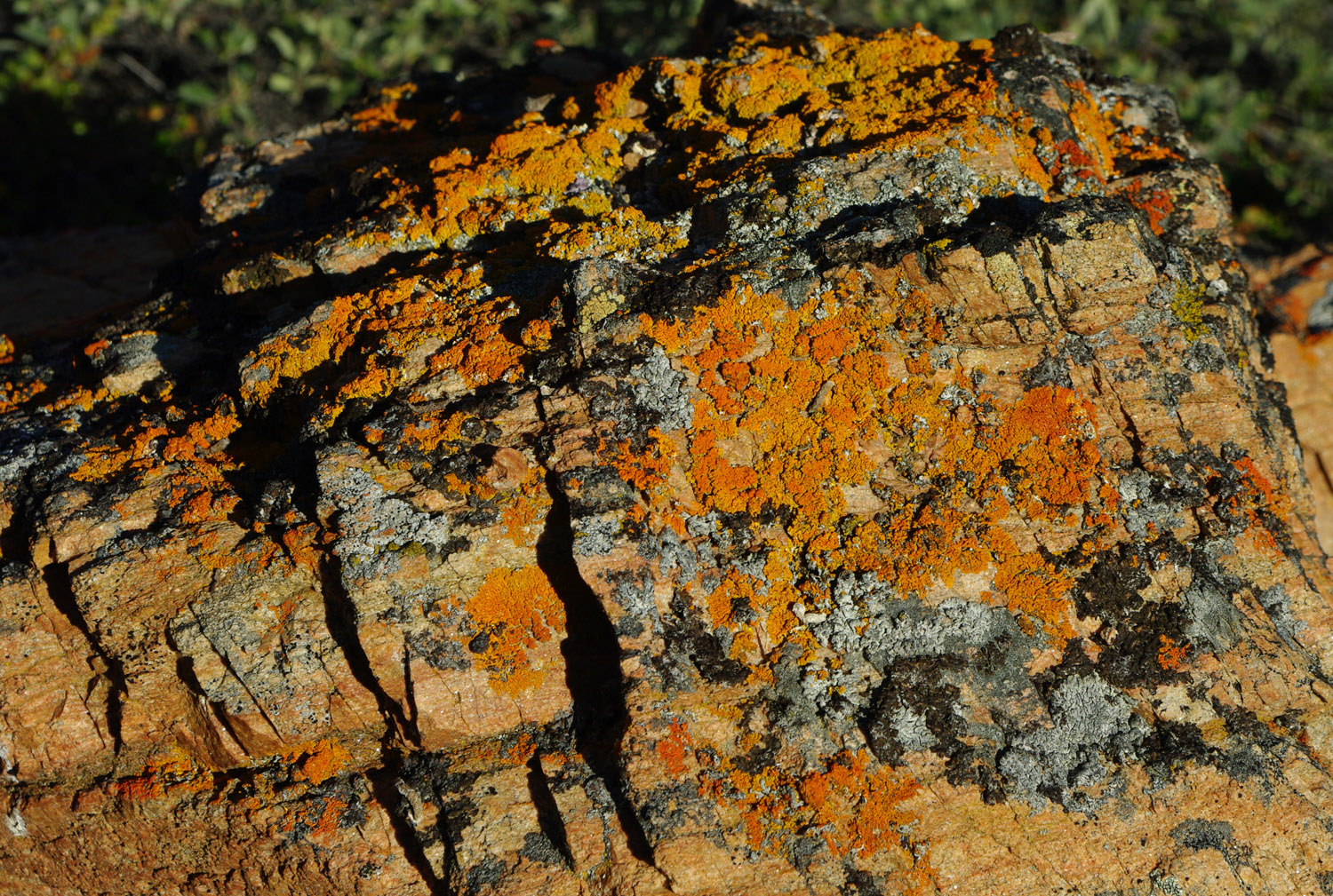Vibrant Lichens Rock