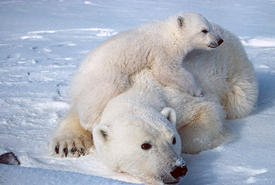 Prince Leopold Island - Polar Bears