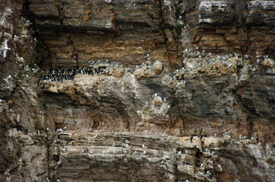 Brunnich's Guillemots, Uria lomvia, and Glaucous Gulls, Larus hyperboreus nesting on cliffs