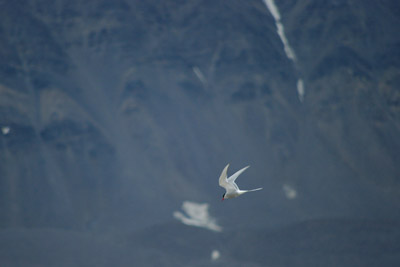 Arctic Tern - Sterna paradisaea - 2 - Ny Alesund, Svalbard