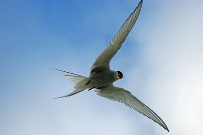 Arctic Tern - Sterna paradisaea - 6 - Ny Alesund, Svalbard