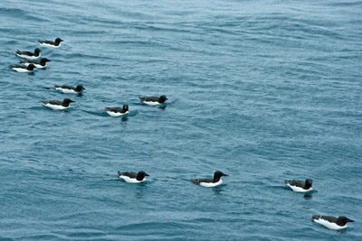 Brunnich's Guillemots, Uria lomvia, swimming in the sea off Svalbard - 1