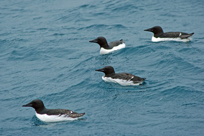 Brunnich's Guillemots, Uria lomvia, swimming in the sea off Svalbard - 2