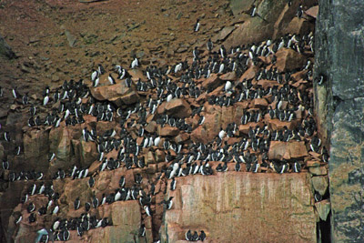 Brunnich's Guillemots, Uria lomvia, nesting on cliffs - 3 - Svalbard