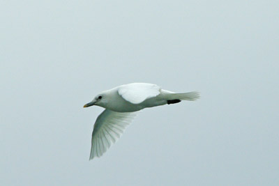 Ivory gull, Pagophila eburnea - 2 - Svalbard