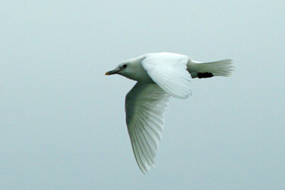 Ivory gull, Pagophila eburnea - 3 - Svalbard