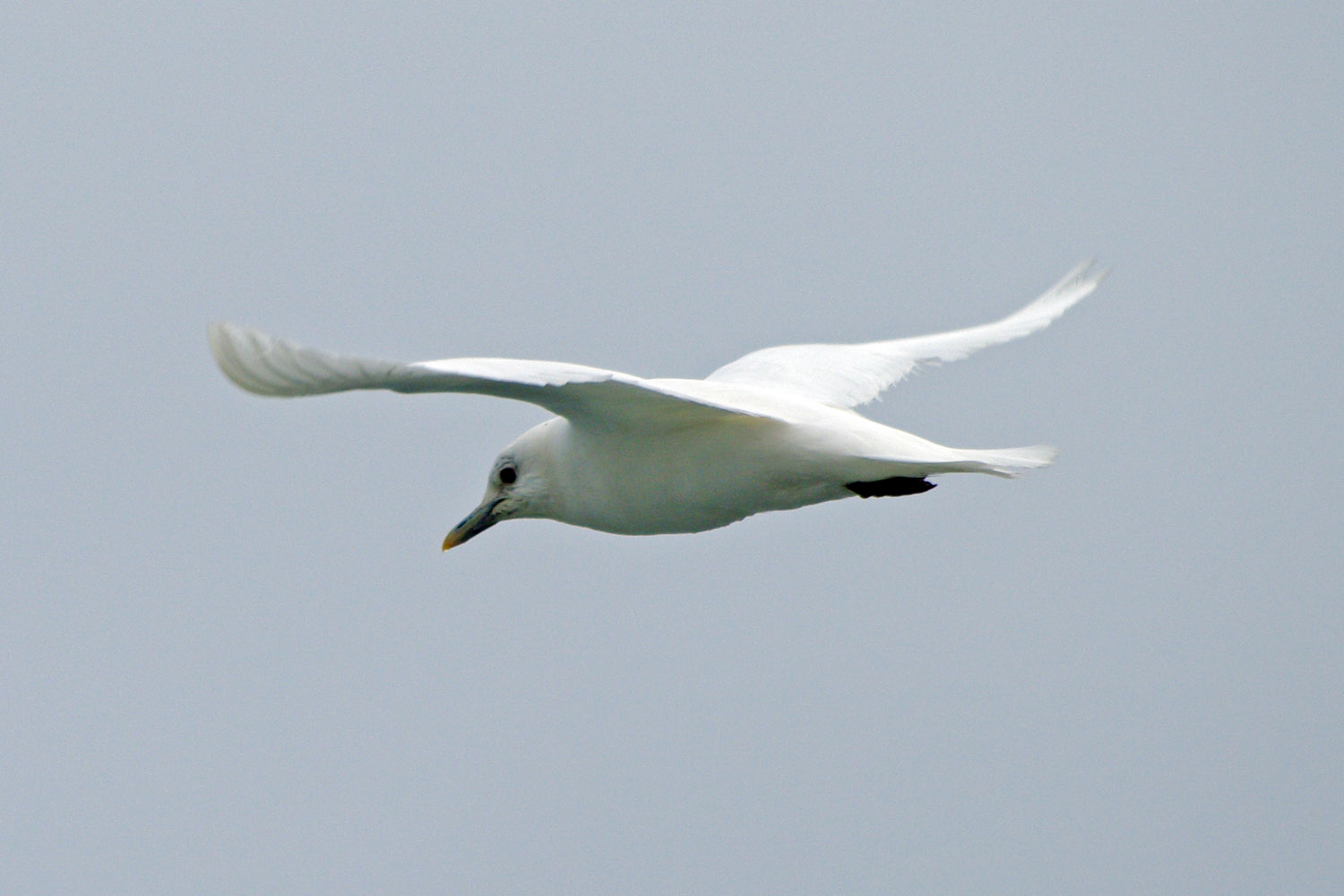 Ivory gull, Pagophila eburnea - 4 - Svalbard