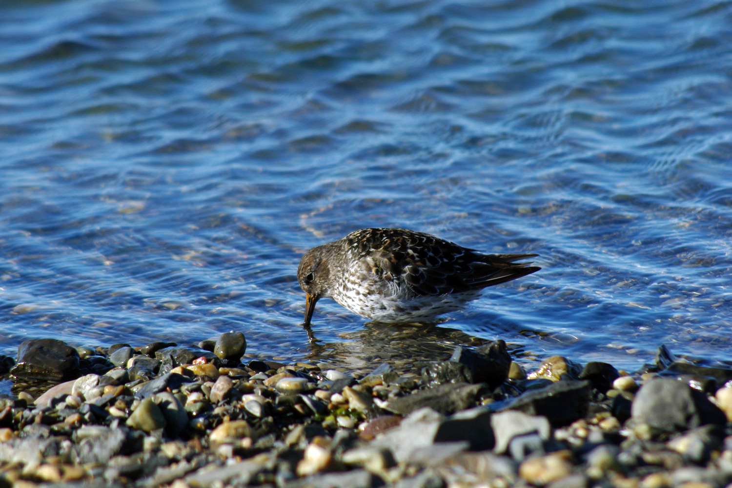 sandpipers shoes