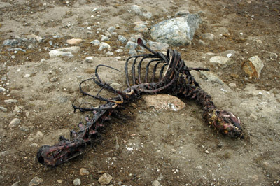 Seal Carcass Left by Polar Bears