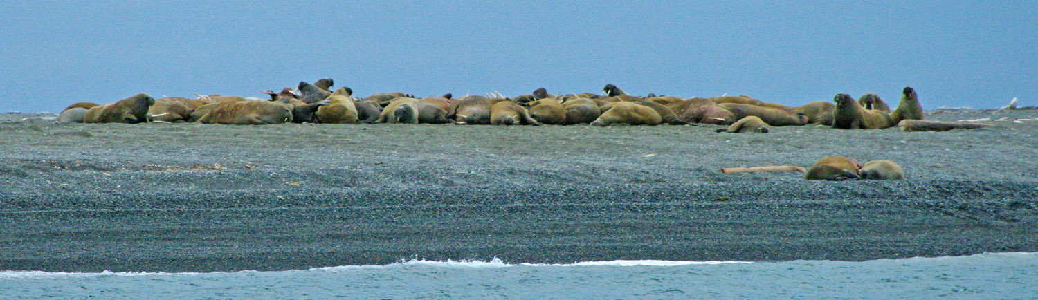 Walrus, Odobenus rosmarus, Moffen Island, Svalbard - 1