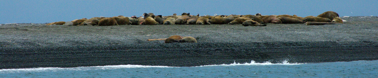 Walrus, Odobenus rosmarus, Moffen Island, Svalbard - 2