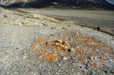 Lichen Enriched by Birds - Svalbard - 1