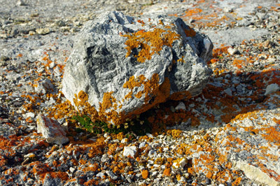 Lichen Enriched by Birds - Svalbard - 2