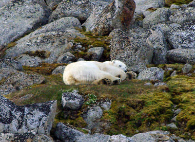 Polar Bear - Svalbard - 1