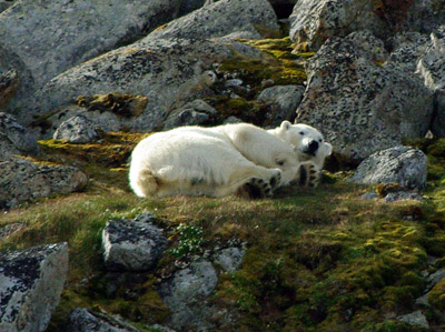 Polar Bear - Svalbard - 4