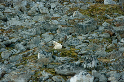 Polar Bear - Svalbard - 7