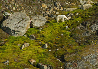 Polar Bear - Svalbard - 9