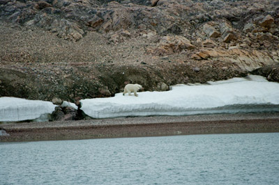 Polar Bear - Svalbard - 11