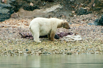 Polar Bear - Svalbard - 12