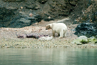 Polar Bear - Svalbard - 13