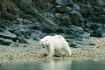 Polar Bear - Svalbard - 15