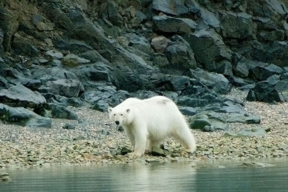 Polar Bear - Svalbard - 15