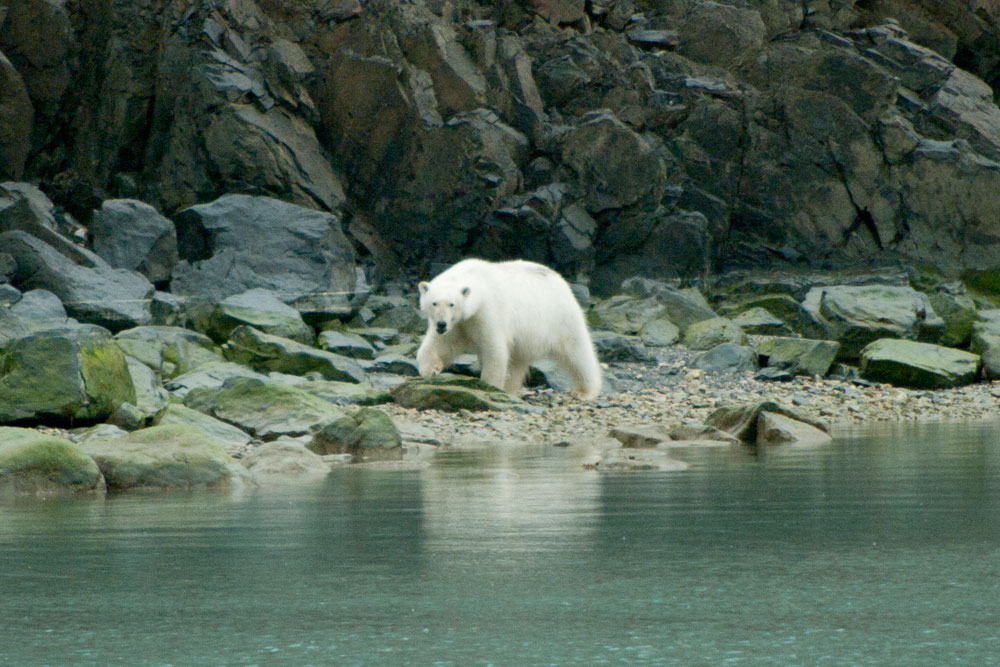 Polar Bear - Svalbard - 16